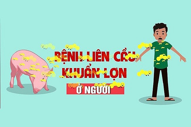 PHÒNG CHỐNG BỆNH LIÊN CẦU LỢN Ở NGƯỜI